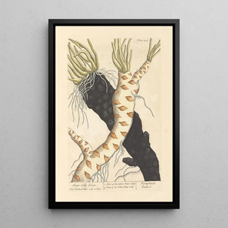 Elizabeth Blackwell - Water lilly roots.webp