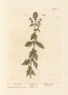 Wasserpflanzen-Gemälde - Elizabeth Blackwell — Ansicht des Kunstwerks