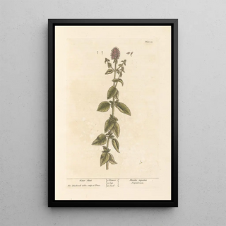 Elizabeth Blackwell - Water mint.webp