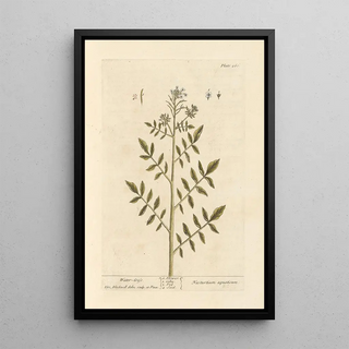 Elizabeth Blackwell - Watercress.webp