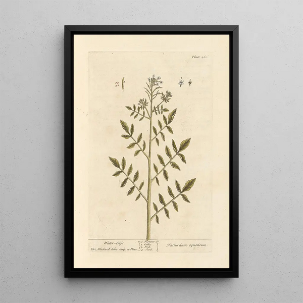 Cresson - Elizabeth Blackwell — gerahmtes Bild an der Wand