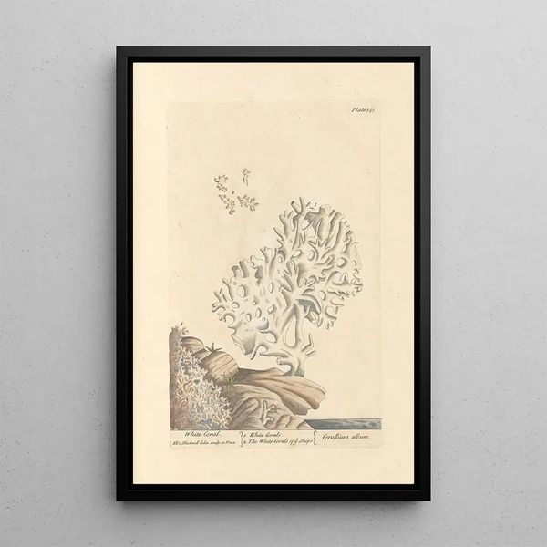 Korallenweißes Gemälde - Elizabeth Blackwell — gerahmtes Bild an der Wand
