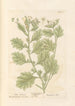 Jusquiame blanche - Elizabeth Blackwell — Ansicht des Kunstwerks
