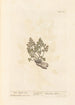 Capillaire blanc - Elizabeth Blackwell — Ansicht des Kunstwerks