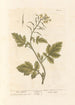 Moutarde blanche - Elizabeth Blackwell — Ansicht des Kunstwerks