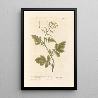Elizabeth Blackwell - White mustard.webp