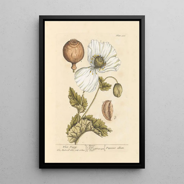 Mohn weiß - Elizabeth Blackwell — gerahmtes Bild an der Wand