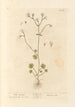 Saxifrage blanche - Elizabeth Blackwell — Ansicht des Kunstwerks