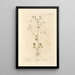 Saxifrage blanche - Elizabeth Blackwell — gerahmtes Bild an der Wand