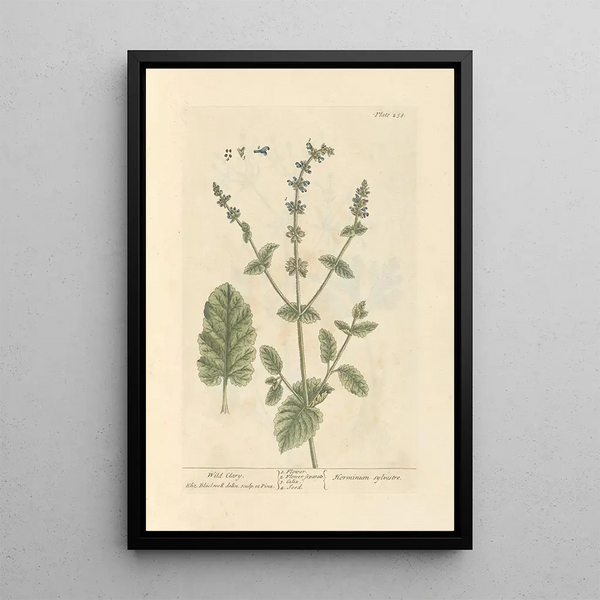 Sauge sauvage - Elizabeth Blackwell — gerahmtes Bild an der Wand
