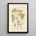 Wild-Gurke - Elizabeth Blackwell — gerahmtes Bild an der Wand