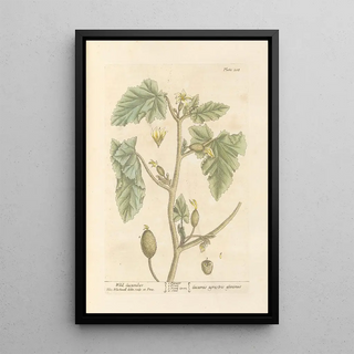 Elizabeth Blackwell - Wild cucumber.webp