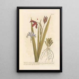 Elizabeth Blackwell - Wild iris or stinking gladwyn.webp