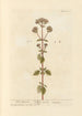Marjolaine sauvage - Elizabeth Blackwell — Ansicht des Kunstwerks