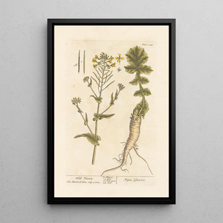 Elizabeth Blackwell - Wild naven.webp