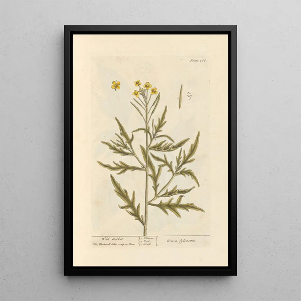 Roquette sauvage - Elizabeth Blackwell — gerahmtes Bild an der Wand