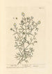 Rue sauvage - Elizabeth Blackwell — Ansicht des Kunstwerks