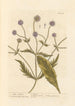Skabiose wild - Elizabeth Blackwell — Ansicht des Kunstwerks