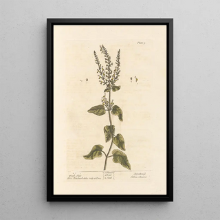 Elizabeth Blackwell - Wood sage.webp