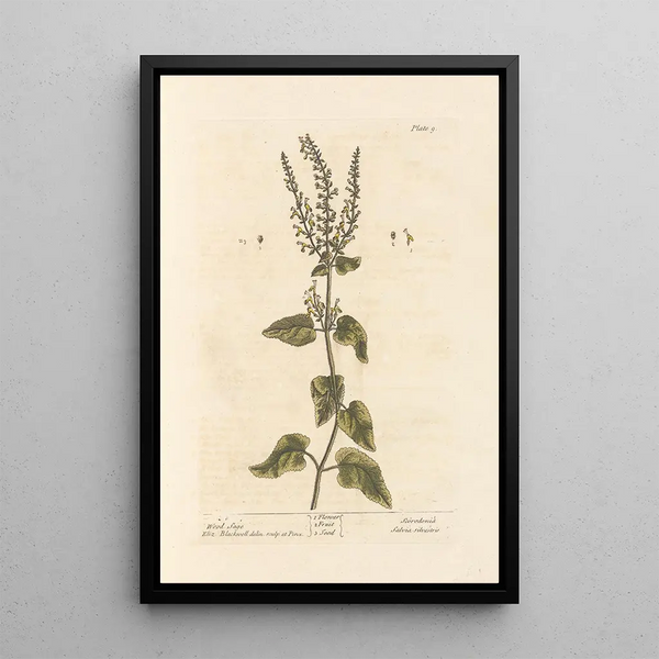 Sauge des bois - Elizabeth Blackwell — gerahmtes Bild an der Wand