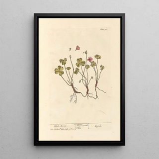 Elizabeth Blackwell - Wood sorrel.webp