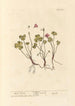 Oxalis - Elizabeth Blackwell — Ansicht des Kunstwerks