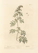 Absinthe - Elizabeth Blackwell — Ansicht des Kunstwerks