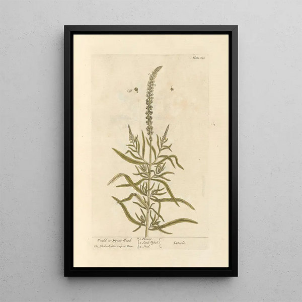 Reseda der Färber - Elizabeth Blackwell — gerahmtes Bild an der Wand