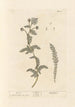 Achillée millefeuille - Elizabeth Blackwell — Ansicht des Kunstwerks