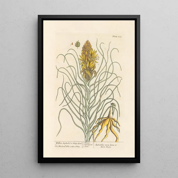 Asphodèle jaune ou bâton du roi - Elizabeth Blackwell — gerahmtes Bild an der Wand