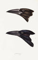 Synopsis der Vögel Australiens und der angrenzenden Inseln Pl05 - Elizabeth Gould — Ansicht des Kunstwerks