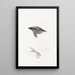 Synopsis der Vögel Australiens und der angrenzenden Inseln Pl09 - Elizabeth Gould — gerahmtes Bild an der Wand