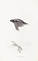 Synopsis der Vögel Australiens und der angrenzenden Inseln Pl09 - Elizabeth Gould — Ansicht des Kunstwerks