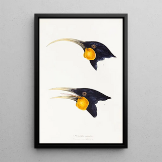 Elizabeth Gould - A synopsis of the birds of Australia and the adjacent Islands Pl11.webp