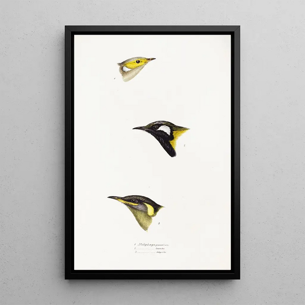 Elizabeth Gould - A synopsis of the birds of Australia and the adjacent Islands Pl15.webp