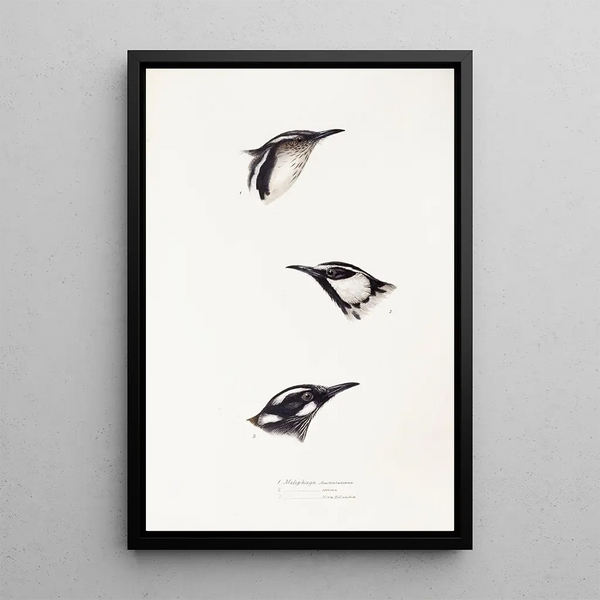 Elizabeth Gould - A synopsis of the birds of Australia and the adjacent Islands Pl16.webp