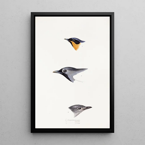 Elizabeth Gould - A synopsis of the birds of Australia and the adjacent Islands Pl20.webp