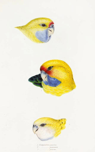 Elizabeth Gould - A synopsis of the birds of Australia and the adjacent Islands Pl23.webp