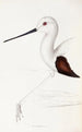 Ein Überblick über die Vögel Australiens und der angrenzenden Inseln Pl33 - Elizabeth Gould — Ansicht des Kunstwerks
