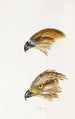Ein Überblick über die Vögel Australiens und der angrenzenden Inseln Pl47 - Elizabeth Gould — Ansicht des Kunstwerks