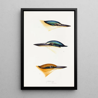 Elizabeth Gould - A synopsis of the birds of Australia and the adjacent Islands Pl53.webp
