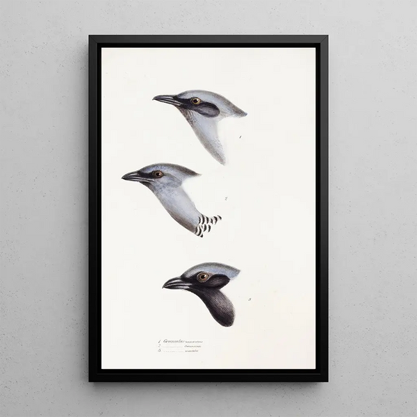 Ein Blick auf die Vögel Australiens und der angrenzenden Inseln Pl57 - Elizabeth Gould — gerahmtes Bild an der Wand