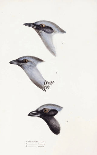 Elizabeth Gould - A synopsis of the birds of Australia and the adjacent Islands Pl57.webp