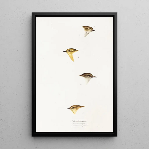 Ein Blick auf die Vögel Australiens und der angrenzenden Inseln Pl59 - Elizabeth Gould — gerahmtes Bild an der Wand