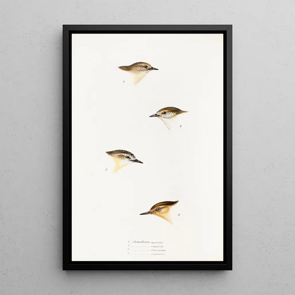 Ein Überblick über die Vögel Australiens und der angrenzenden Inseln Pl60 - Elizabeth Gould — gerahmtes Bild an der Wand