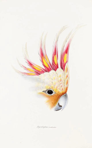 Elizabeth Gould - A synopsis of the birds of Australia and the adjacent Islands Pl65.webp