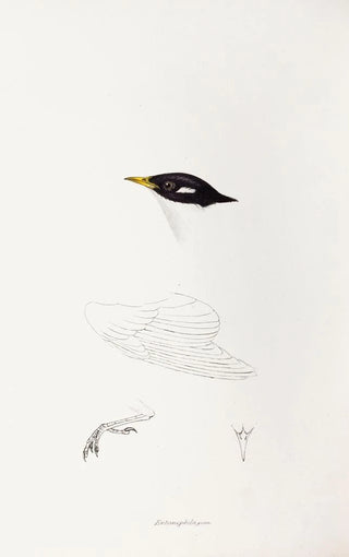 Elizabeth Gould - A synopsis of the birds of Australia and the adjacent Islands Pl71.webp