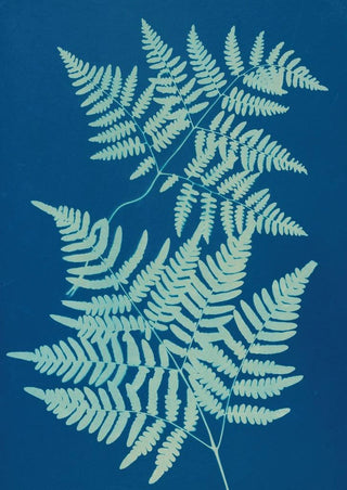 Ella J C Hurd - Ferns of Huntington Long Island Pl24.webp