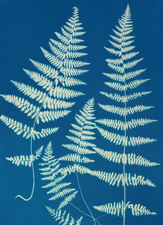 Ella J C Hurd - Ferns of Huntington Long Island Pl26.webp