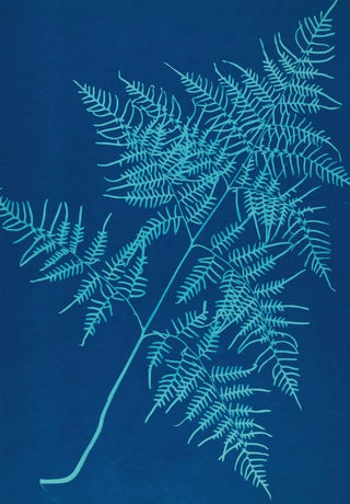 Ella J C Hurd - Ferns of Huntington Long Island Pl30.webp